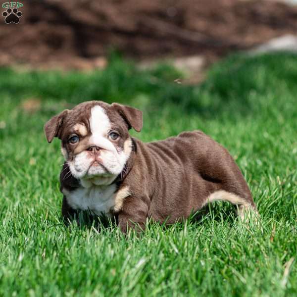 Cocoa Tide, English Bulldog Puppy